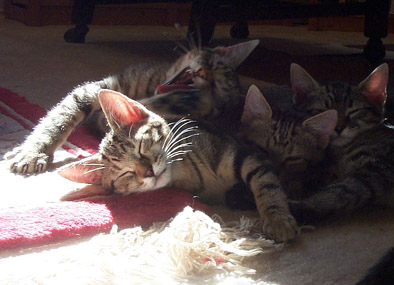 ten week old kittens sleeping