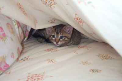 8-week old kitten